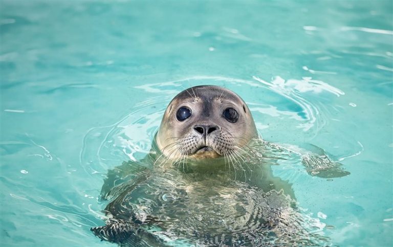 Duik in het Zeehondenmysterie in het WEC — familie-kids in Lauwersoog