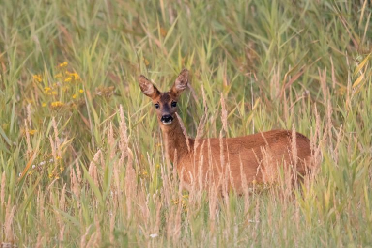 Foto Excursie Zomer in de Kwade Hoek — natuur in Ouddorp
